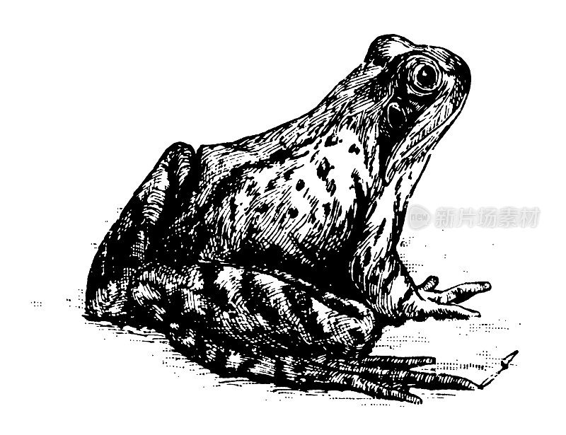 青蛙|古董动物插图